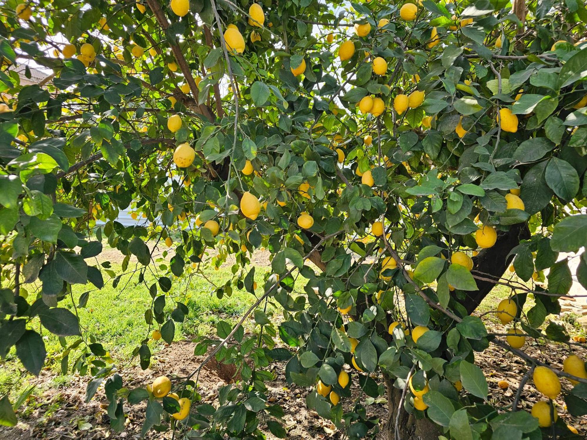 La Orquidea De Cordoba Córdoba Exterior foto